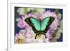 Tropical Swallowtail Butterfly, Papilio larquinianus on pink and white Dahlia-Darrell Gulin-Framed Photographic Print