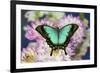 Tropical Swallowtail Butterfly, Papilio larquinianus on pink and white Dahlia-Darrell Gulin-Framed Photographic Print