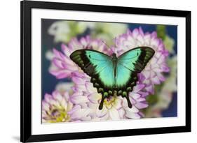 Tropical Swallowtail Butterfly, Papilio larquinianus on pink and white Dahlia-Darrell Gulin-Framed Photographic Print