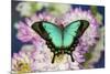 Tropical Swallowtail Butterfly, Papilio larquinianus on pink and white Dahlia-Darrell Gulin-Mounted Photographic Print