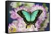 Tropical Swallowtail Butterfly, Papilio larquinianus on pink and white Dahlia-Darrell Gulin-Framed Stretched Canvas