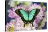 Tropical Swallowtail Butterfly, Papilio larquinianus on pink and white Dahlia-Darrell Gulin-Stretched Canvas