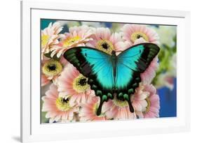 Tropical Swallowtail Butterfly, Papilio larquinianus on pink Gerber Daisies-Darrell Gulin-Framed Photographic Print