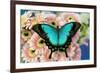 Tropical Swallowtail Butterfly, Papilio larquinianus on pink Gerber Daisies-Darrell Gulin-Framed Photographic Print