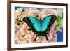 Tropical Swallowtail Butterfly, Papilio larquinianus on pink Gerber Daisies-Darrell Gulin-Framed Photographic Print