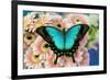 Tropical Swallowtail Butterfly, Papilio larquinianus on pink Gerber Daisies-Darrell Gulin-Framed Photographic Print