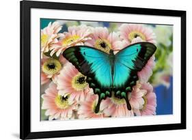 Tropical Swallowtail Butterfly, Papilio larquinianus on pink Gerber Daisies-Darrell Gulin-Framed Photographic Print