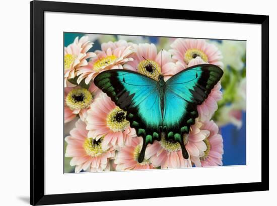 Tropical Swallowtail Butterfly, Papilio larquinianus on pink Gerber Daisies-Darrell Gulin-Framed Photographic Print