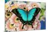 Tropical Swallowtail Butterfly, Papilio larquinianus on pink Gerber Daisies-Darrell Gulin-Mounted Photographic Print