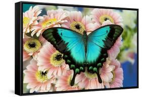 Tropical Swallowtail Butterfly, Papilio larquinianus on pink Gerber Daisies-Darrell Gulin-Framed Stretched Canvas