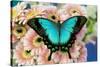 Tropical Swallowtail Butterfly, Papilio larquinianus on pink Gerber Daisies-Darrell Gulin-Stretched Canvas