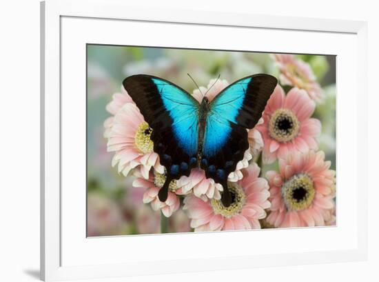 Tropical Swallowtail Butterfly, Papilio pericles on pink flowering snapdragons-Darrell Gulin-Framed Photographic Print