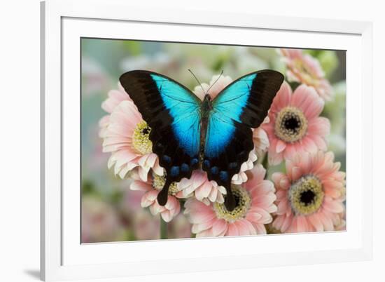 Tropical Swallowtail Butterfly, Papilio pericles on pink flowering snapdragons-Darrell Gulin-Framed Photographic Print