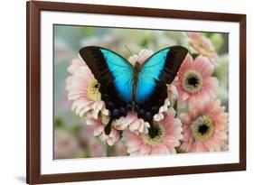 Tropical Swallowtail Butterfly, Papilio pericles on pink flowering snapdragons-Darrell Gulin-Framed Photographic Print