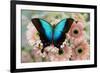 Tropical Swallowtail Butterfly, Papilio pericles on pink flowering snapdragons-Darrell Gulin-Framed Photographic Print