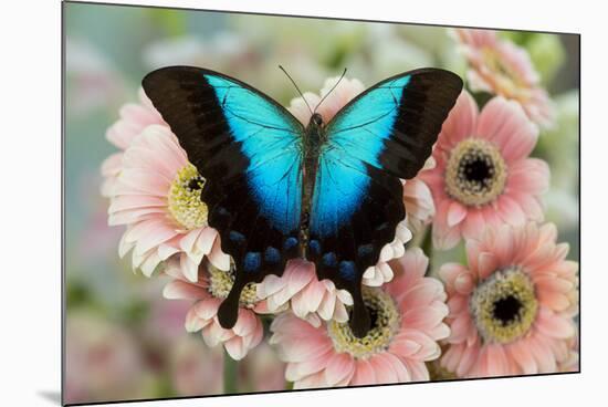 Tropical Swallowtail Butterfly, Papilio pericles on pink flowering snapdragons-Darrell Gulin-Mounted Photographic Print