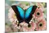 Tropical Swallowtail Butterfly, Papilio pericles on pink flowering snapdragons-Darrell Gulin-Mounted Photographic Print
