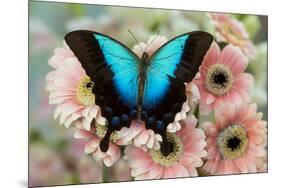 Tropical Swallowtail Butterfly, Papilio pericles on pink flowering snapdragons-Darrell Gulin-Mounted Photographic Print