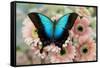 Tropical Swallowtail Butterfly, Papilio pericles on pink flowering snapdragons-Darrell Gulin-Framed Stretched Canvas