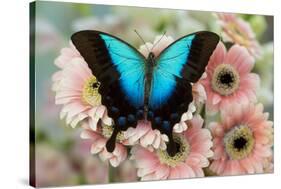 Tropical Swallowtail Butterfly, Papilio pericles on pink flowering snapdragons-Darrell Gulin-Stretched Canvas