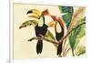 Tropical Toucans I-Linda Baliko-Framed Art Print