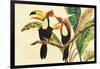 Tropical Toucans I-Linda Baliko-Framed Art Print