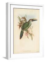 Tropical Toucans I-John Gould-Framed Art Print