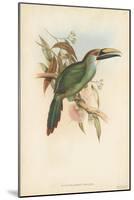 Tropical Toucans I-John Gould-Mounted Art Print