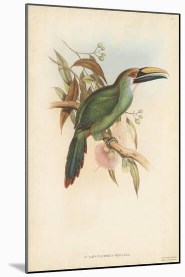 Tropical Toucans I-John Gould-Mounted Art Print