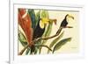 Tropical Toucans II-Linda Baliko-Framed Art Print