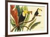 Tropical Toucans II-Linda Baliko-Framed Art Print