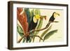 Tropical Toucans II-Linda Baliko-Framed Art Print