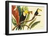 Tropical Toucans II-Linda Baliko-Framed Art Print