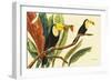 Tropical Toucans II-Linda Baliko-Framed Art Print