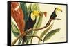 Tropical Toucans II-Linda Baliko-Framed Stretched Canvas