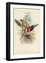 Tropical Toucans III-John Gould-Framed Art Print