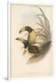 Tropical Toucans IV-John Gould-Framed Art Print