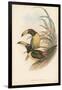 Tropical Toucans IV-John Gould-Framed Art Print