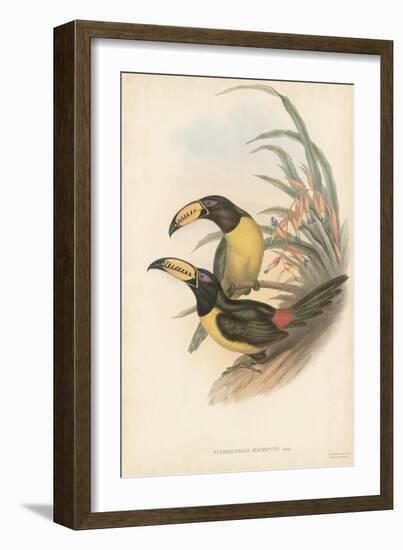 Tropical Toucans IV-John Gould-Framed Art Print