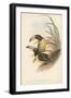 Tropical Toucans IV-John Gould-Framed Art Print