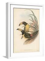 Tropical Toucans IV-John Gould-Framed Art Print