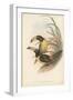 Tropical Toucans IV-John Gould-Framed Art Print