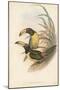 Tropical Toucans IV-John Gould-Mounted Art Print