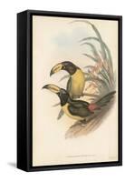 Tropical Toucans IV-John Gould-Framed Stretched Canvas