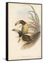 Tropical Toucans IV-John Gould-Framed Stretched Canvas