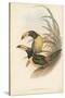 Tropical Toucans IV-John Gould-Stretched Canvas