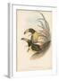 Tropical Toucans IV-John Gould-Framed Art Print