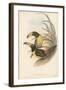 Tropical Toucans IV-John Gould-Framed Art Print