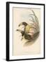 Tropical Toucans IV-John Gould-Framed Art Print