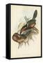 Tropical Toucans V-John Gould-Framed Stretched Canvas